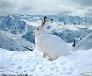 White Rabbit in the snow puzzle