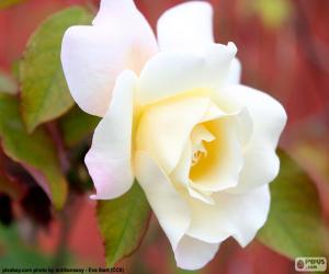 White Rose puzzle