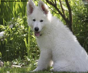 White Swiss Shepherd Dog Puppy puzzle