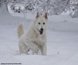 White Swiss Shepherd puzzle