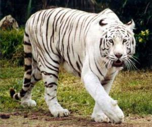 White tiger puzzle