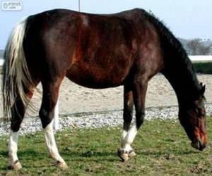 Wielkopolski horse originating in Poland puzzle