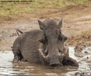 Wild boar in mud puzzle