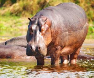 Wild hippo puzzle