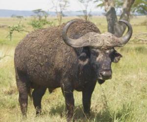 Wildebeest or gnu, quietly grazing on the savannah puzzle