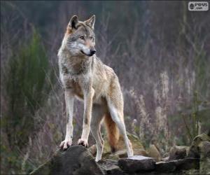Wolf, a carnivorous mammal in the wild puzzle