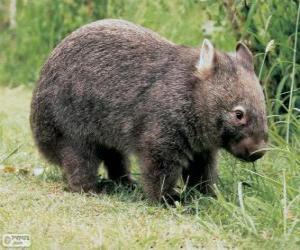 Wombat puzzle