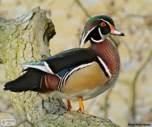 Wood duck or Carolina duck puzzle
