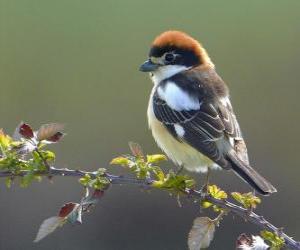 Woodchat Shrike puzzle