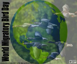 World Migratory Bird Day puzzle