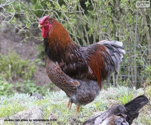 Wyandotte hen puzzle