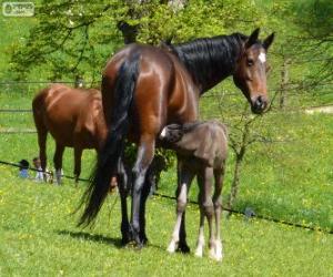 Württemberger, Baden-Württemberger, horse originating in Germany puzzle