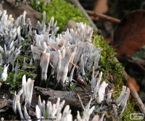 Xylaria hypoxylon puzzle