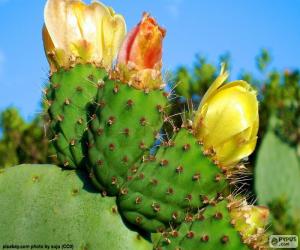Yellow cactus flowers puzzle
