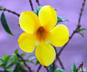 Yellow flower of five petals puzzle