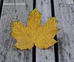 Yellowish leaf in autumn puzzle