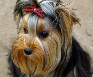 Yorkshire Terrier is a small dog breed of terrier type, developed in the 19th century in the historical area of Yorkshire, England puzzle