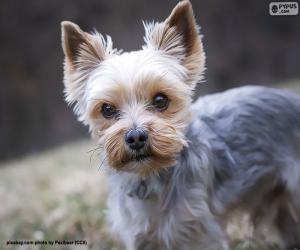 Yorkshire Terrier puzzle