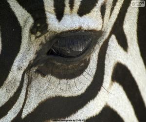 Zebra eye puzzle