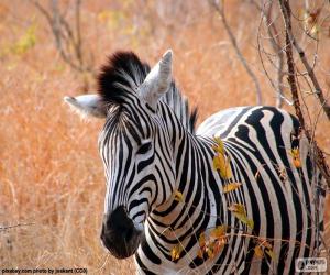 Zebra puzzle