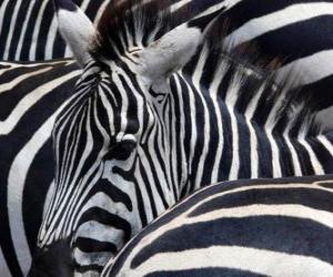 Zebras puzzle