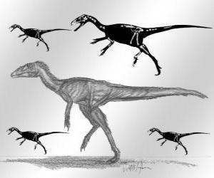 Zuolong who lived in the late Jurassic period, approximately 160 million years ago in what is now Asia puzzle