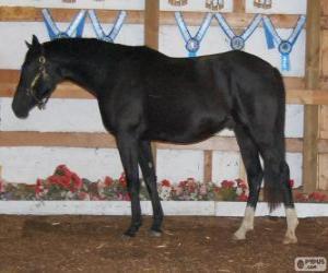 Zweibrücker horse originating in Germany puzzle