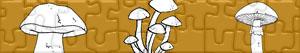 puzzles Mushrooms