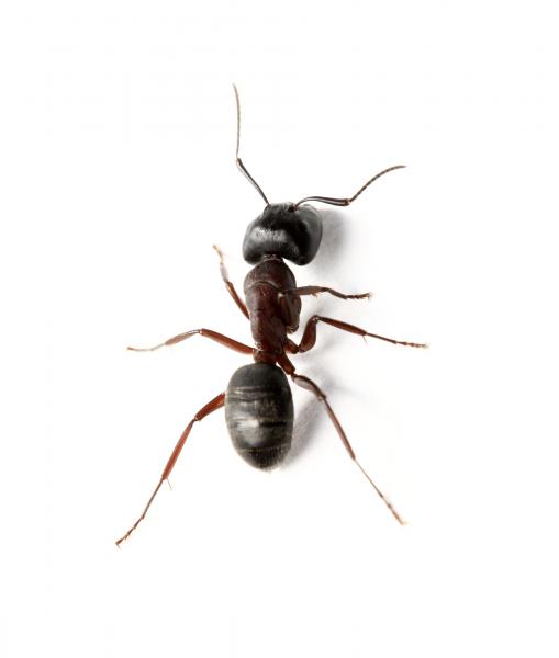 insects 1 puzzle
