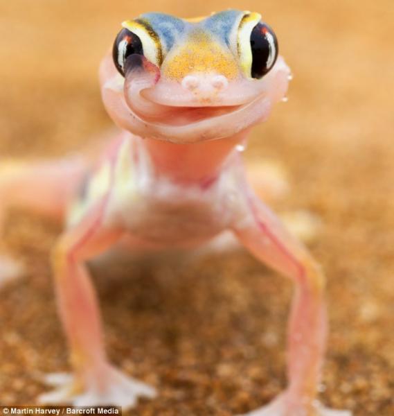 Lizard Tounge puzzle