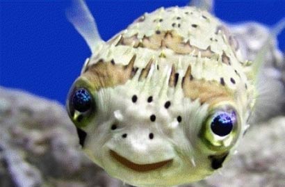 The Fish Dude puzzle