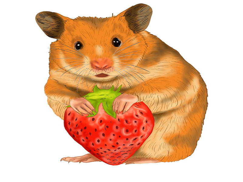 Hamster puzzle