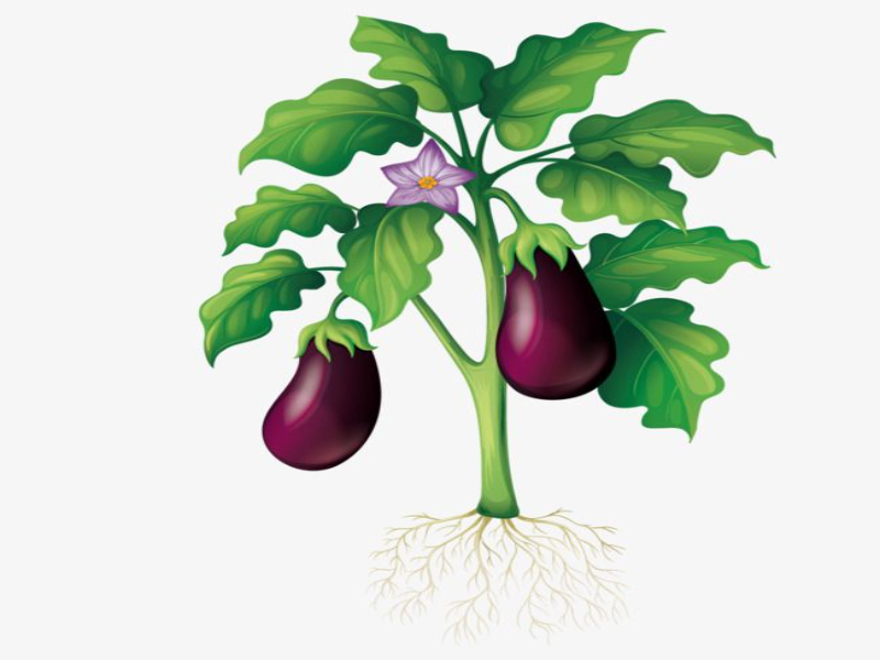 Eggplant puzzle for kindergarten learners puzzle
