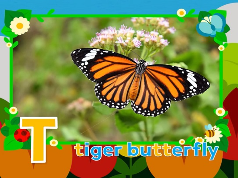 tiger butterfly puzzle