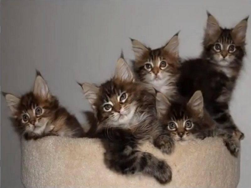 five kittens puzzle