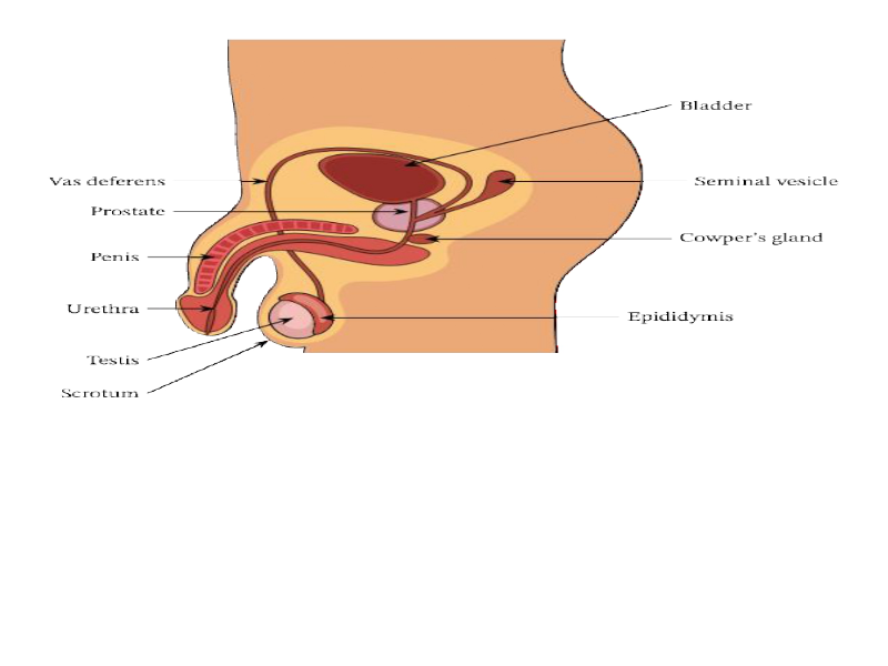 male reproductive system picture puzzle