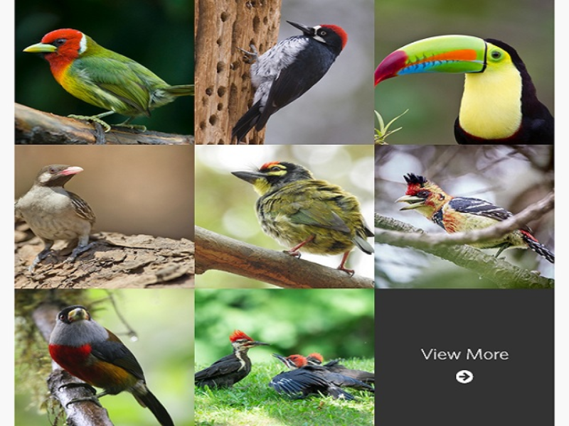 woodpeckers barbets allies puzzle